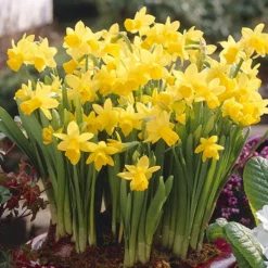 Deals Root Sprigs Store -Deals Root Sprigs Store 201203 1