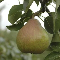 Pear 'Doyenne Du Comice' Tree
