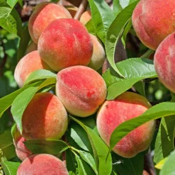 Peach 'Redhaven' Tree