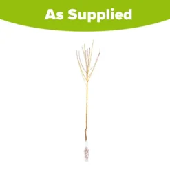 Peach 'Redhaven' Tree 9 Peach 'Redhaven' Tree -Deals Root Sprigs Store 300010 4