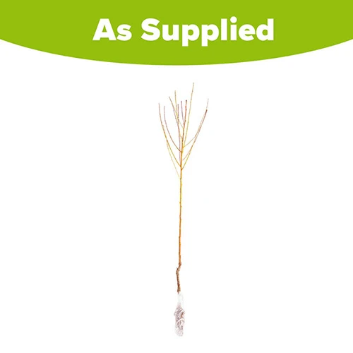 Peach 'Redhaven' Tree 5 Peach 'Redhaven' Tree - Image 5