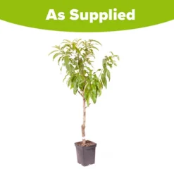 Peach Prunus Persica 'Suncrest' 5 Peach Prunus Persica 'Suncrest' -Deals Root Sprigs Store 300209 2