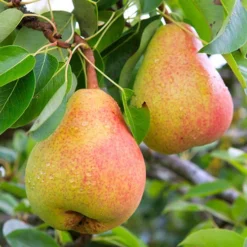 Deals Root Sprigs Store -Deals Root Sprigs Store 300271 1