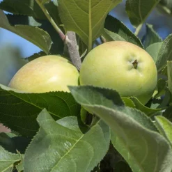 Deals Root Sprigs Store -Deals Root Sprigs Store 300292 1