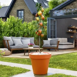 Pear 'Decora' Columnar