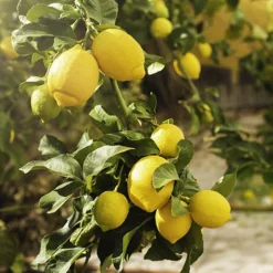 Deals Root Sprigs Store -Deals Root Sprigs Store 340073 1