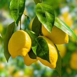 Citrus Grove Collection, Orange, Lemon And Lime 10 Citrus Grove Collection, Orange, Lemon And Lime -Deals Root Sprigs Store 340081 2