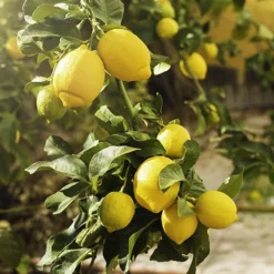 Citrus Grove Collection, Orange, Lemon And Lime 13 Citrus Grove Collection, Orange, Lemon And Lime -Deals Root Sprigs Store 340081 5