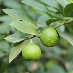 Citrus Grove Collection, Orange, Lemon And Lime 14 Citrus Grove Collection, Orange, Lemon And Lime -Deals Root Sprigs Store 340081 6