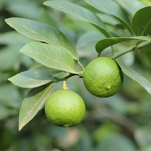 Citrus Grove Collection, Orange, Lemon And Lime 7 Citrus Grove Collection, Orange, Lemon And Lime - Image 7