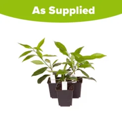 Citrus Grove Collection, Orange, Lemon And Lime 15 Citrus Grove Collection, Orange, Lemon And Lime -Deals Root Sprigs Store 340081 7