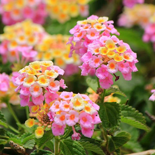 Lantana Evita Rose 1 Lantana Evita Rose
