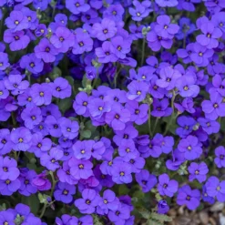 Aubretia Royal Mix 5 Aubretia Royal Mix -Deals Root Sprigs Store 401147 2