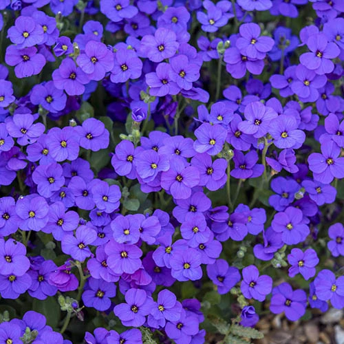 Aubretia Royal Mix 3 Aubretia Royal Mix - Image 3