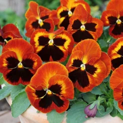 Pansy Solar Flare 5 Pansy Solar Flare -Deals Root Sprigs Store 401156 2