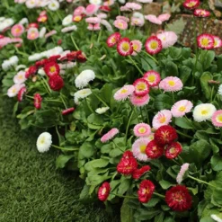 ?Bellis Belle? Bedding Plants 60 Plugs 5 ?Bellis Belle? Bedding Plants 60 Plugs -Deals Root Sprigs Store 401163 2