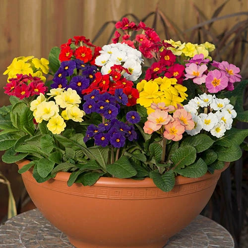 Polyanthus High Seas 1 Polyanthus High Seas