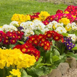 Polyanthus High Seas 8 Polyanthus High Seas -Deals Root Sprigs Store 401166 2