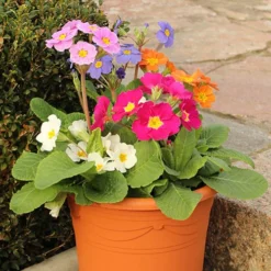 Polyanthus High Seas 9 Polyanthus High Seas -Deals Root Sprigs Store 401166 3