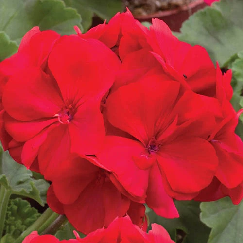 Geranium 'Ultimate Red' 1 Geranium 'Ultimate Red'