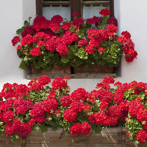 Geranium 'Ultimate Red' 2 Geranium 'Ultimate Red' - Image 2