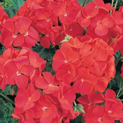 Geranium 'Ultimate Red' 7 Geranium 'Ultimate Red' -Deals Root Sprigs Store 410064 2
