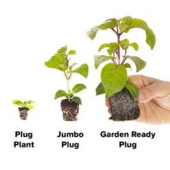 Geranium 'Ultimate Red' 9 Geranium 'Ultimate Red' -Deals Root Sprigs Store 410064 4