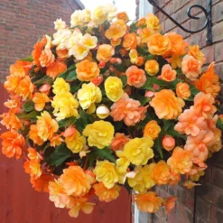 'Apricot Shades' Preplanted Basket