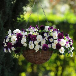 Preplanted 'Cool Wave Berries & Cream' Rattan Basket