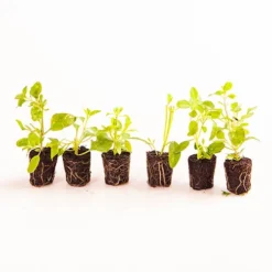 Chocolate Cosmos Collection 5 Chocolate Cosmos Collection -Deals Root Sprigs Store 480735 2