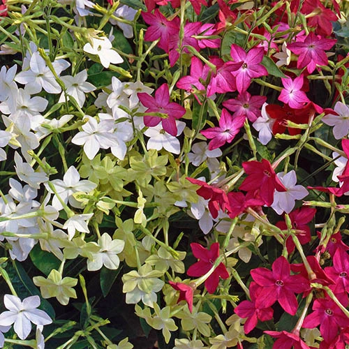 Nicotiana Cuba Mix 1 Nicotiana Cuba Mix