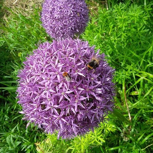 Allium 'Christophii' 1 Allium 'Christophii'