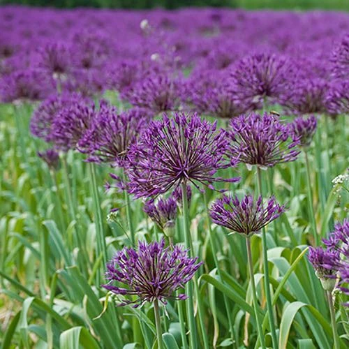 Allium 'Christophii' 2 Allium 'Christophii' - Image 2