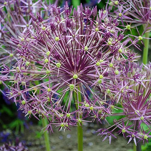 Allium 'Christophii' 3 Allium 'Christophii' - Image 3
