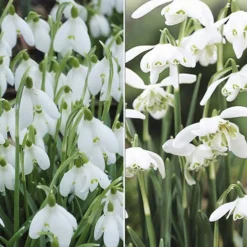 Single & Double Snowdrops 'In The Green' Twinpack