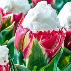 Tulip 'Ice Cream'