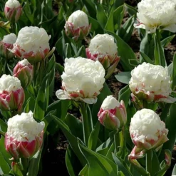Tulip 'Ice Cream' 8 Tulip 'Ice Cream' -Deals Root Sprigs Store 630049 2
