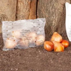 Tulip 'Ice Cream' 10 Tulip 'Ice Cream' -Deals Root Sprigs Store 630049 4