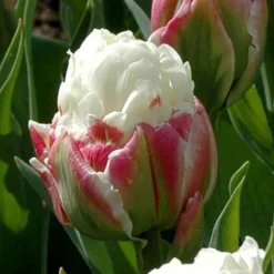 Tulip 'Ice Cream' 11 Tulip 'Ice Cream' -Deals Root Sprigs Store 630049 5