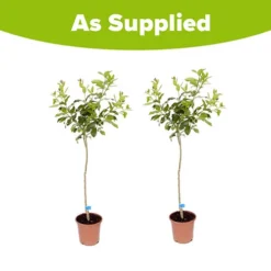 Pair Of Large Orange Trees -Deals Root Sprigs Store 680091 4